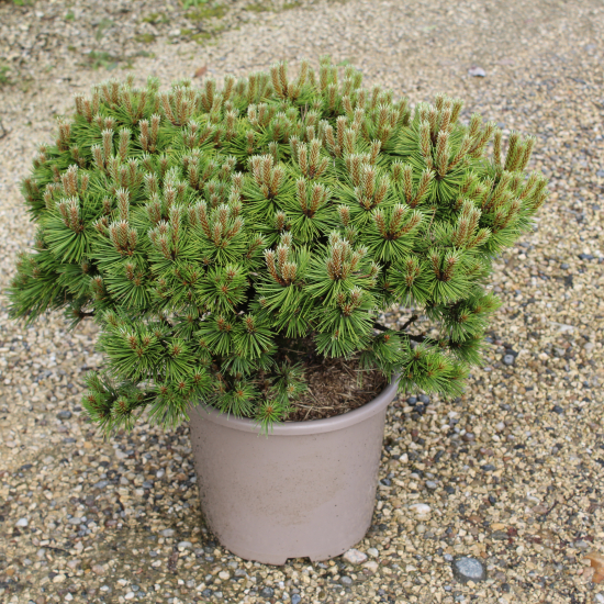 Pin noir 'Agnes bregeon'