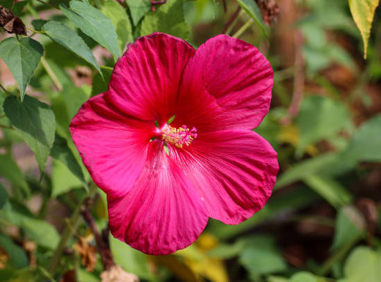 Hibiscus des marais 'Rubra'