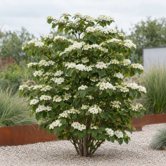 Viorne de chine 'Pop corn' (Viburnum plicatum) — arbuste fleuri isolé dans un jardin minéral · Photo d'illustration
