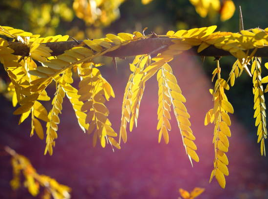 Févier d'amérique sans épines 'Sunburst'