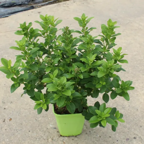 Escallonia 'Pink elle' — Pot 4L