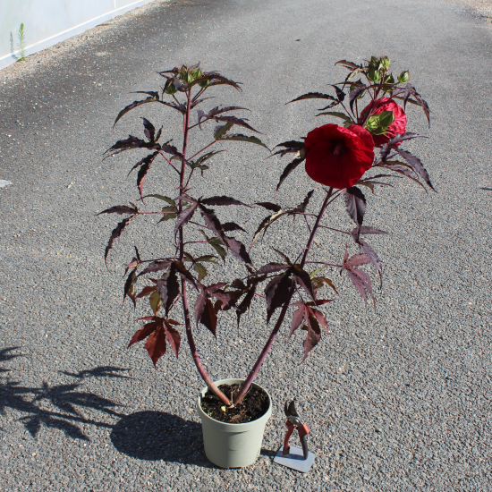 Hibiscus des marais 'Red wine'