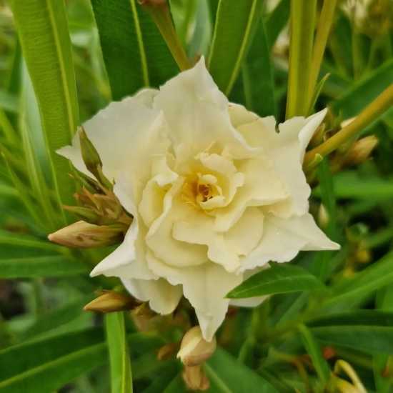 Laurier rose 'luteum Plenum'