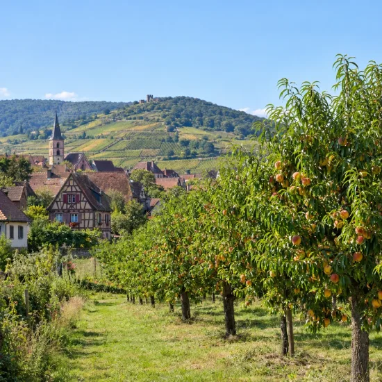 Pêcher 'Jaune miel' (Prunus persica) — rangée d'arbres fruitiers chargés de fruits · Photo d'illustration