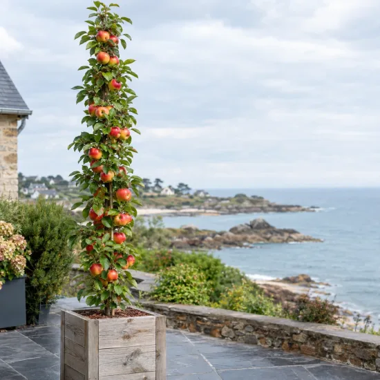 Pommier 'Ballerina polka' (Malus domestica) — arbre fruitier colonnaire en pot sur terrasse côtière · Photo d'illustration