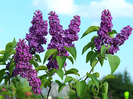 Lilas Français