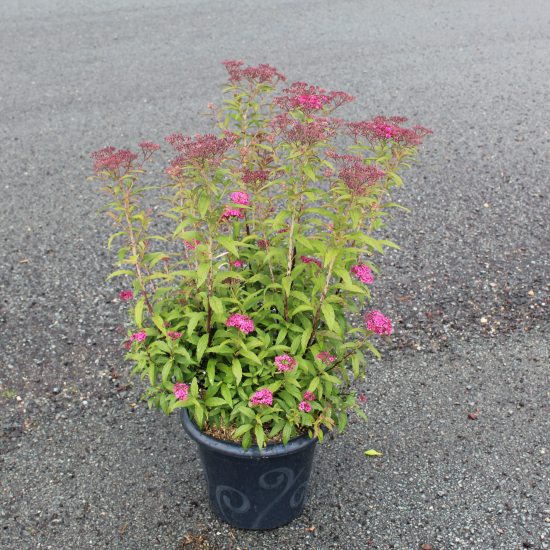 Spirée à floraison rouge 'Anthony waterer'
