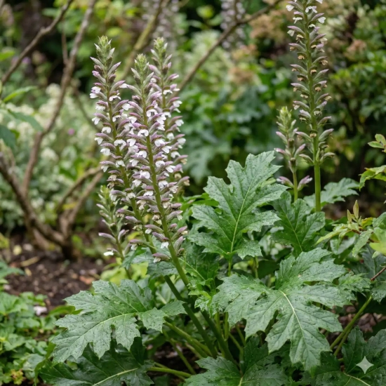 Acanthe à feuilles larges