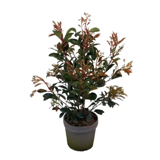 Photinia 'Red light' (Photinia fraseri) — jeune arbuste au feuillage vert et rouge · Pot 10L