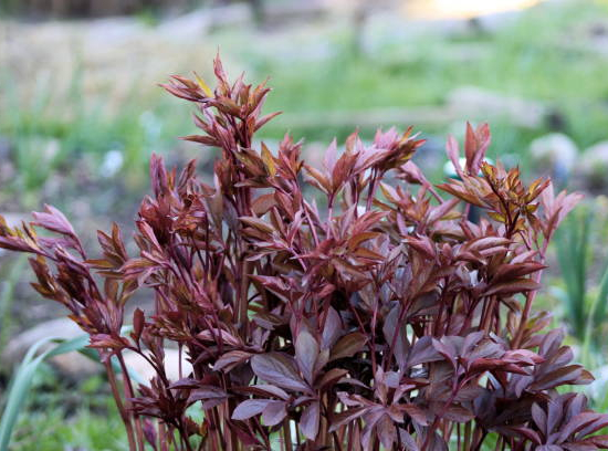 Lophomyrthus 'Magic dragon'