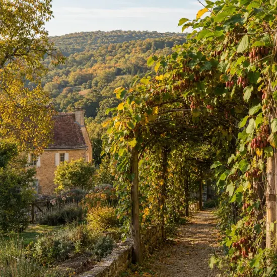 Kiwaï 'Rote potsdamer' (Actinidia arguta) — pergola de lianes fruitières au-dessus d’allée