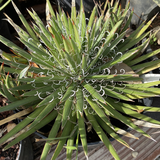 Agave  filifera
