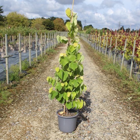 Gainier du Canada 'The rising sun'