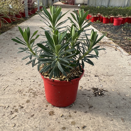 Euphorbe 'Characias'