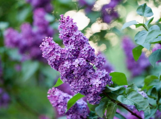Arbre aux papillons 'lila'