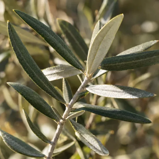 Olivier de nice 'Caillette' (Olea europaea) — gros plan sur rameau aux feuilles étroites · Photo d'illustration