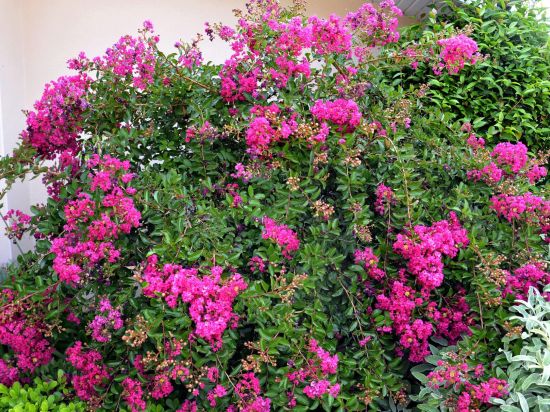Lilas des indes 'Fuchsia'