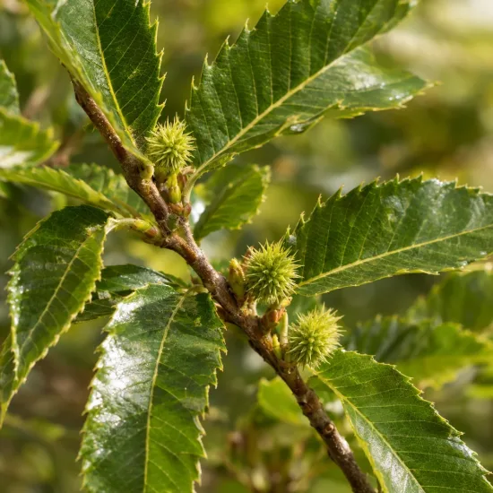 Châtaignier 'Ederra' (Castanea sativa) — jeune rameau avec bogues épineuses et feuilles · Photo d'illustration