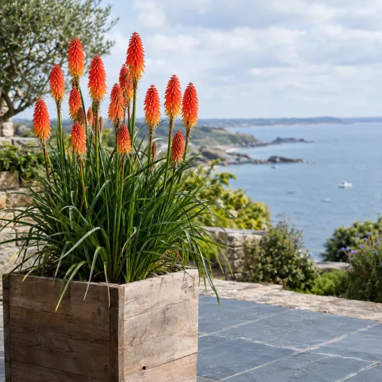 Kniphofia 'Red hot popsicle' (Kniphofia uvaria) — touffes de fleurs orangées en pot sur terrasse · Photo d'illustration