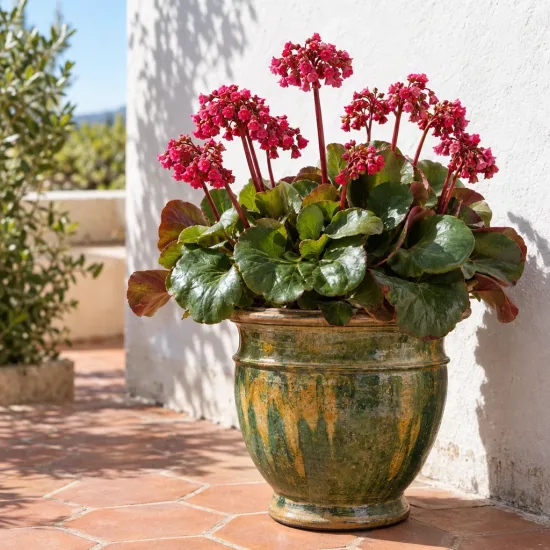 Bergénie à feuilles cordées 'Rotblum' (Bergenia cordifolia) — plante fleurie en pot vernissé sur terrasse