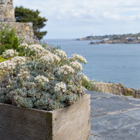 Orpin artichaut (Sedum pachyclados) — succulente en fleurs blanches dans bac en bois · Photo d'illustration