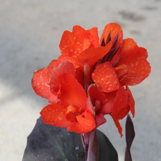 Canna 'Rouge'
