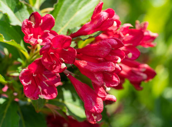 Weigelia 'Summer red'