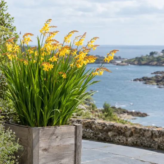 Montbretia jaune orangé 'George davison' (Croscosmia × crocosmiiflora) — touffe de fleurs jaunes dans grand bac en bois · Photo d'illustration