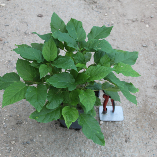 Hortensia de virginie 'Annabelle blanc'