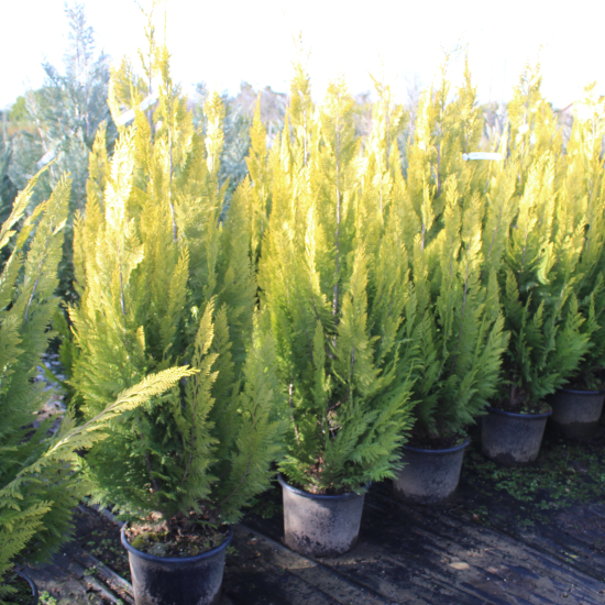 Cyprès de lawson 'Ivonne'