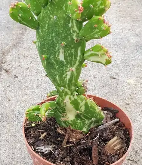 Figuier de barbarie 'Variegata' (Opuntia monacantha) — cactus panaché en pot de culture