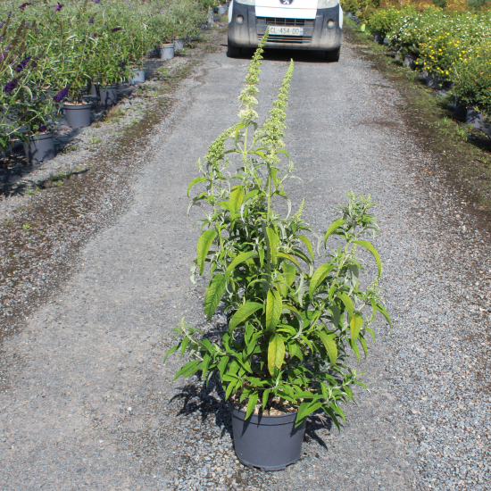 Arbre aux papillons 'white profusion'