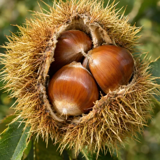 Châtaigner 'Bournette' (Castanea sativa) — gros plan de bogue ouverte avec châtaignes · Photo d'illustration