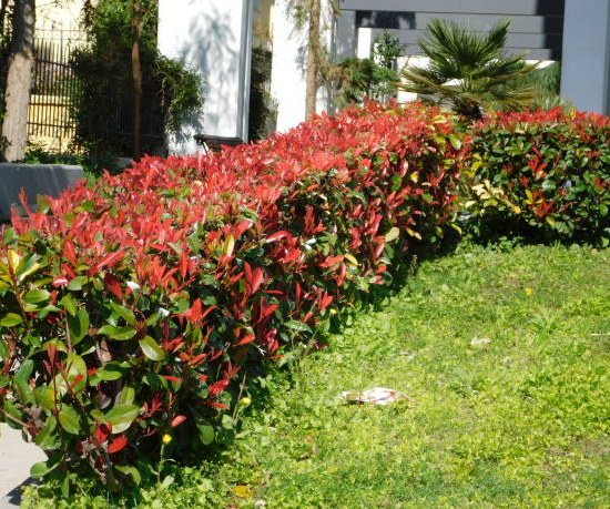 Photinia Fraser Carré Rouge