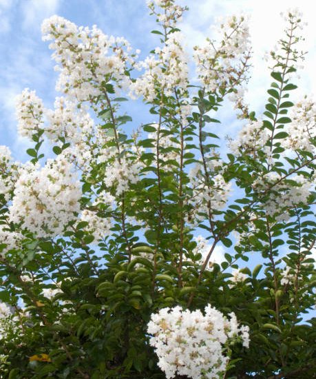 Lilas des indes 'Enduring white'