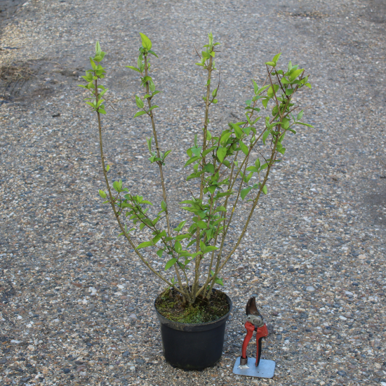 Deutzie 'Pride of rochester'