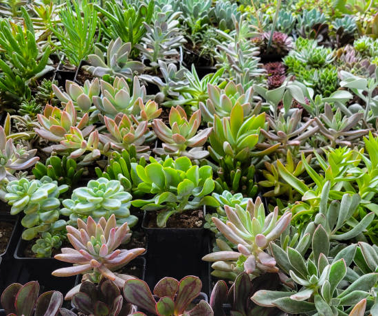 Orpin/Sedum spp surtido 5 variedades