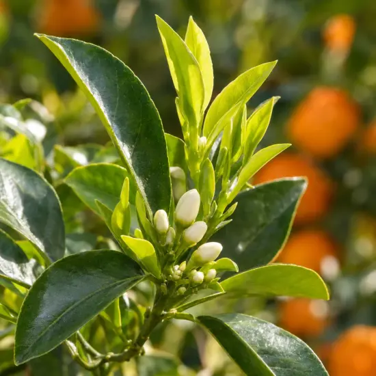 Mandarinier satsuma maxima 'Maxima' (Citrus unshui) — feuillage brillant avec boutons floraux blancs en gros plan
