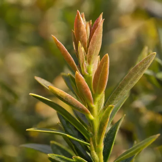 Podocarpe montagnard (Podocarpus nerifolia) — jeunes pousses rougeâtres et feuillage vert en gros plan · Photo d'illustration