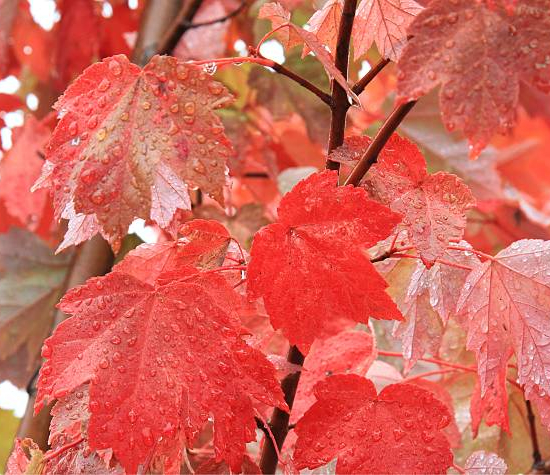Érable rouge 'Fairview flame'