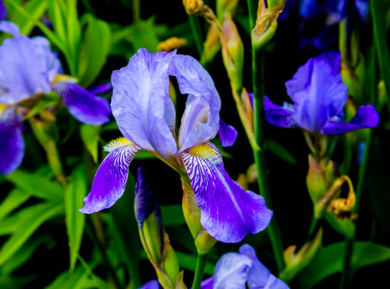 Iris d'allemagne 'Autumn circus bleu'
