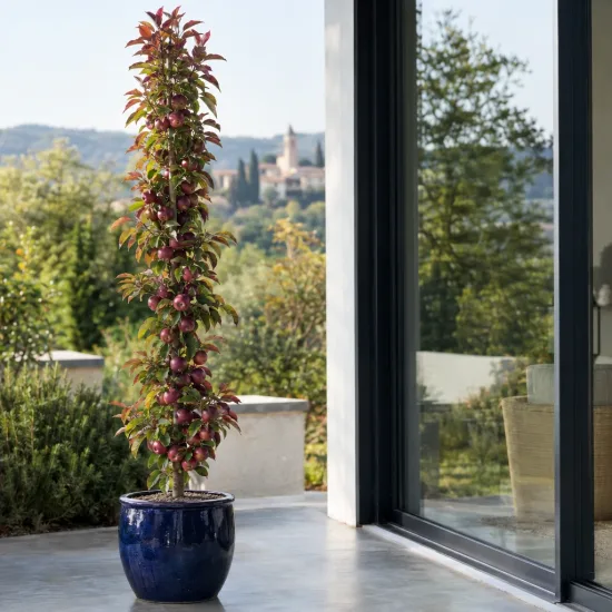 Pommier 'Ballerina maypole' (Malus domestica) — arbre fruitier colonnaire en pot sur terrasse · Photo d'illustration