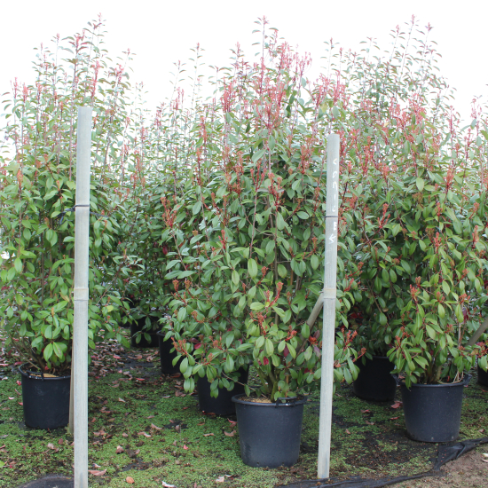 Photinia 'Red robin'