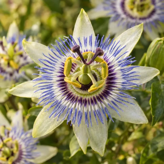 Passiflore officinale à fruits comestibles 'Eia popeia' (Passiflora × incarnata) — fleur exotique en étoile, vue rapprochée