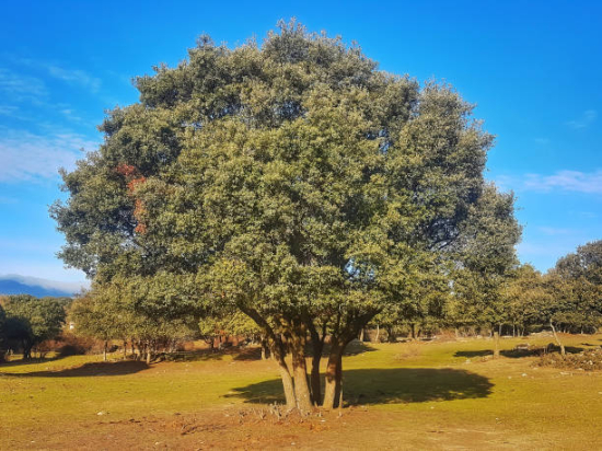 Chêne 'Coriaria'