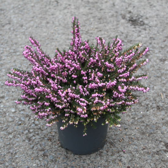 Bruyère 'Rouge'