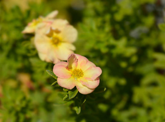 Potentille 'Double punch pastel'