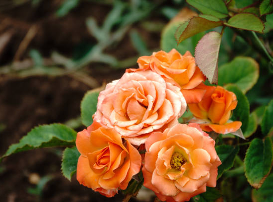 Rosier 'Summer of love '