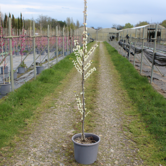 Gainier du canada 'Royal white'