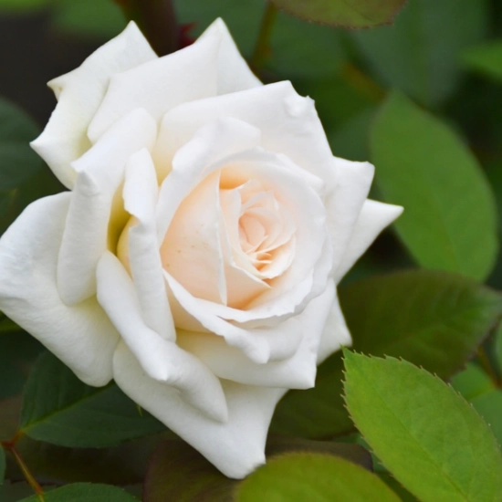 Rosier 'Blanche colombe'